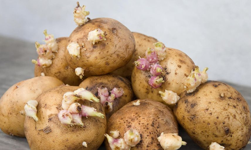 Filizlenmiş patates yenir mi, zehirler mi? Filizlenmiş patates tüketmek sağlık sorunlarına yol açıyor