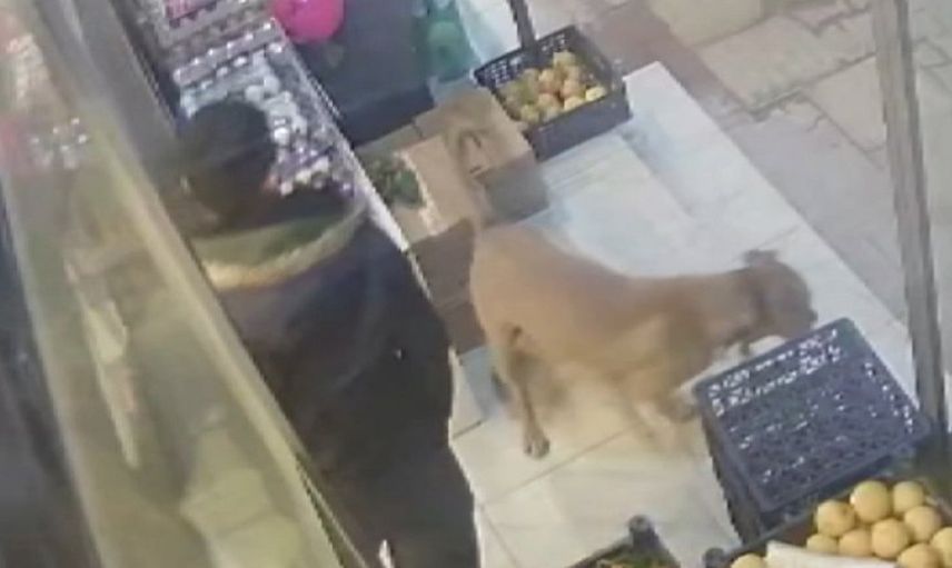 Gaziantep'te Çöpten Karton Toplayan Kadına Pitbull Saldırdı!