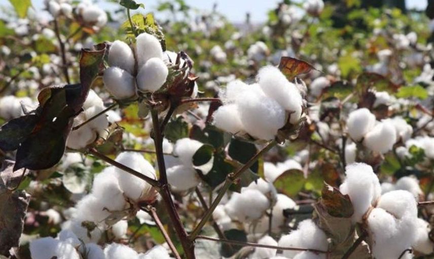 Gaziantep’te Pamukta Yüksek Rekolte Elde Edildi!
