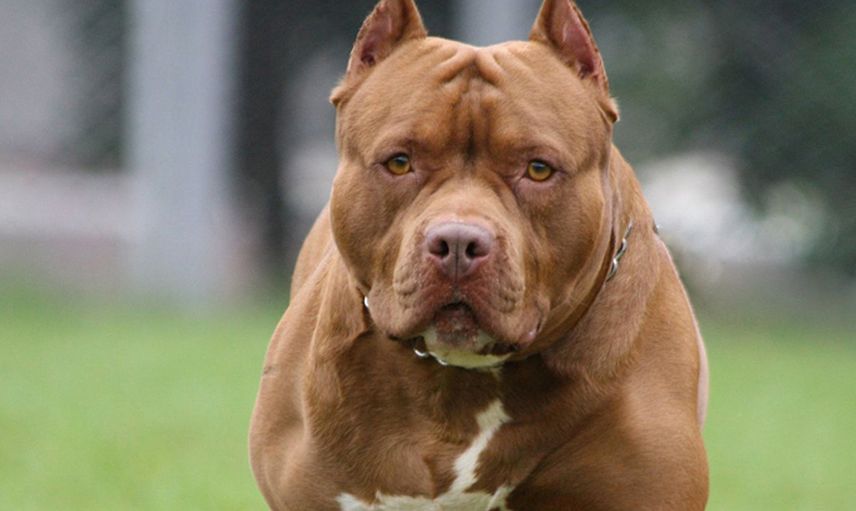 Gaziantep'te Pitbull Saldırısı! 4 Yaşındaki Çocuk Ağır Yaralandı
