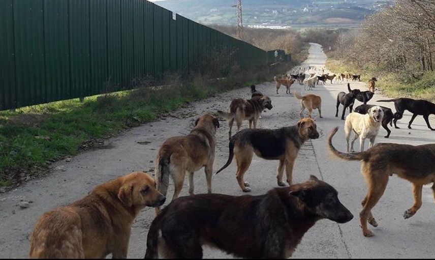 Gerekli önlemler ne zaman alınacak? Başıboş köpekler bu sefer genç kızın canını alıyordu!