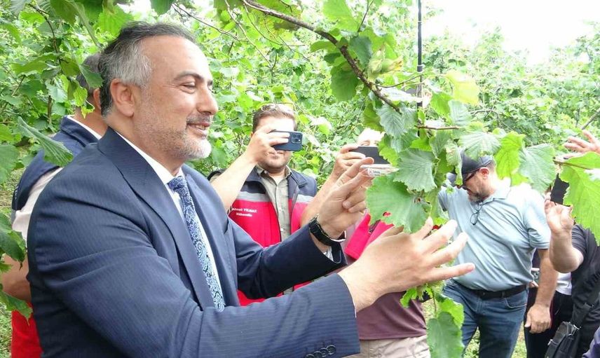 Giresun'da kahverengi kokarca ile mücadele için 130 bin samuray arısı salındı