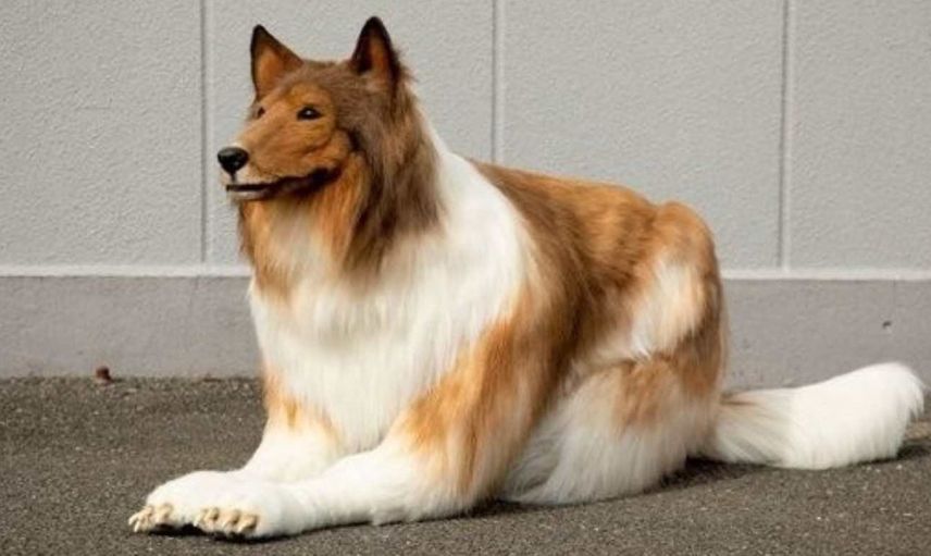 Görenler gerçek sanıyor! Köpeğe benzemek için tam tamına 260 bin lira harcadı