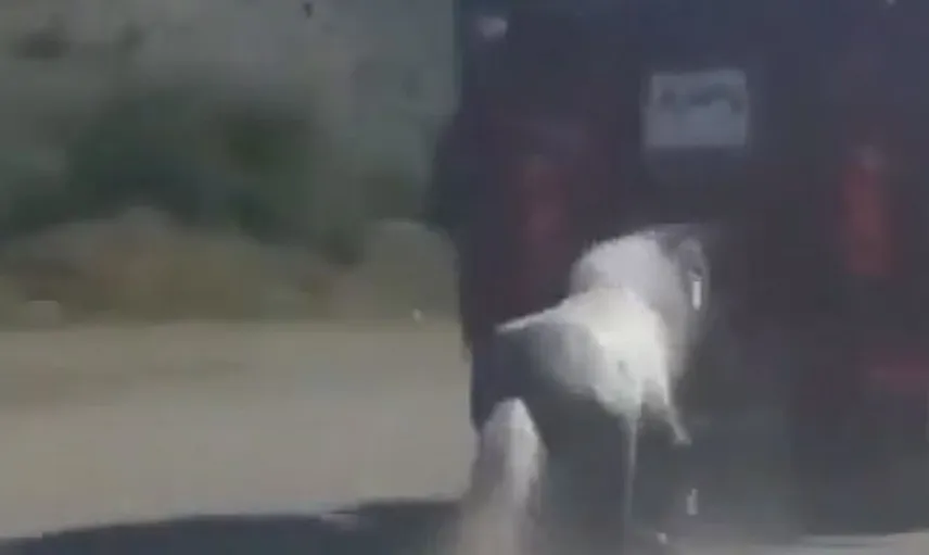 Görüntüler Ankara'dan! Kamyona Bağladığı Atı Metrelerce Sürükledi