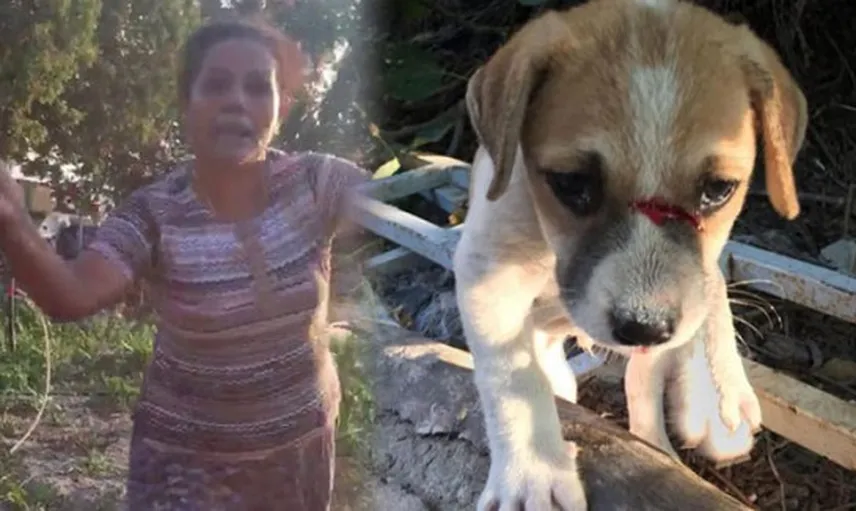 Görüntüler Aydın'dan! Zalim Kadın Köpekleri Acımasızca Dövdü