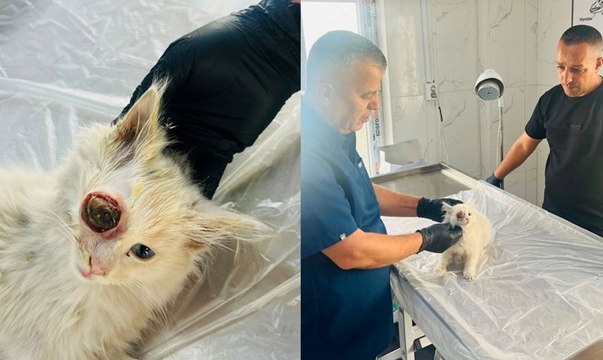 Gözü Dışarı Çıkan Kedi Ameliyatla Kurtarıldı