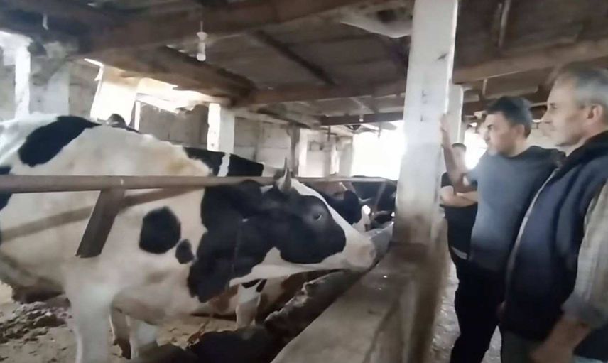 Gümüşhane kurbanlık fiyatları ne kadar? 2022 Gümüşhane büyükbaş, küçükbaş kurbanlık hisse fiyatları