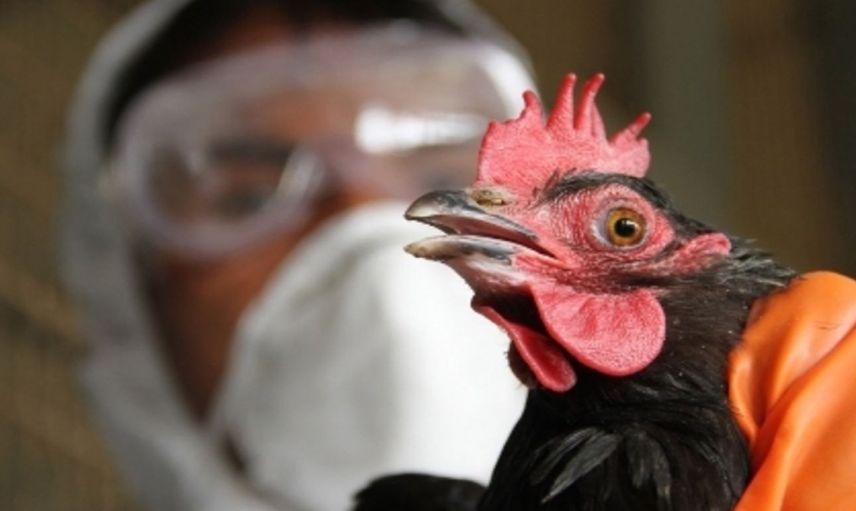 H5N2 nedir, belirtileri nelerdir? Kuş gribi nasıl bulaşır ve ne zaman ortaya çıktı?