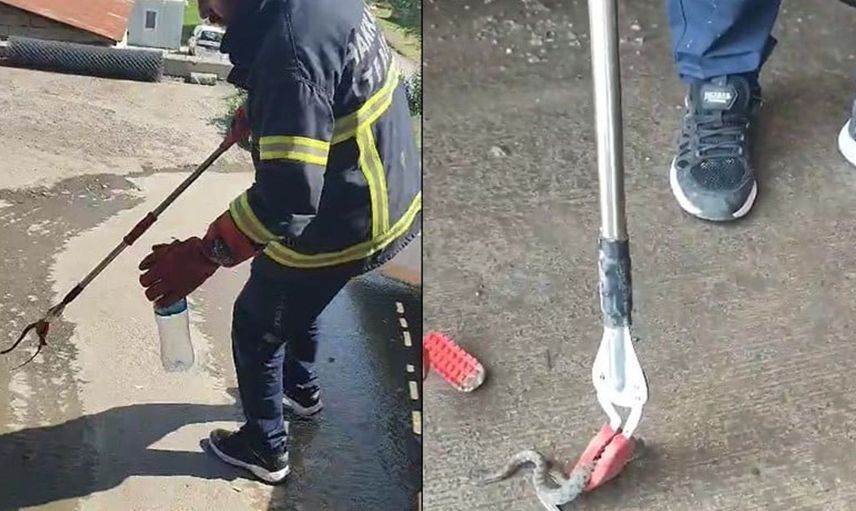 Hakkari'de aracın motor bölmesine giren yılan çıkarıldı