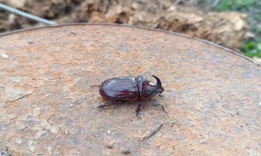 Hakkari’de dünyanın en güçlü böceği görüldü: 90 bin dolar değere sahip