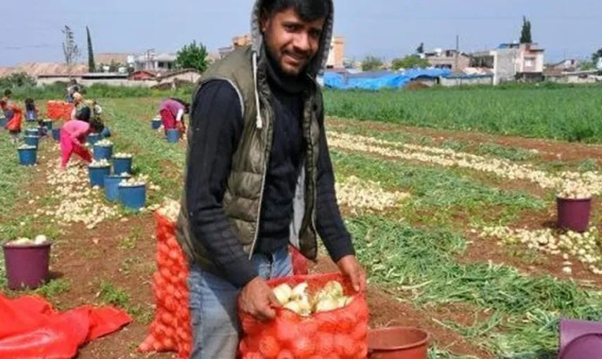 Hasadına Başlanan Soğan Tarlada 1,5 Markette ise 5 Liradan Satılıyor