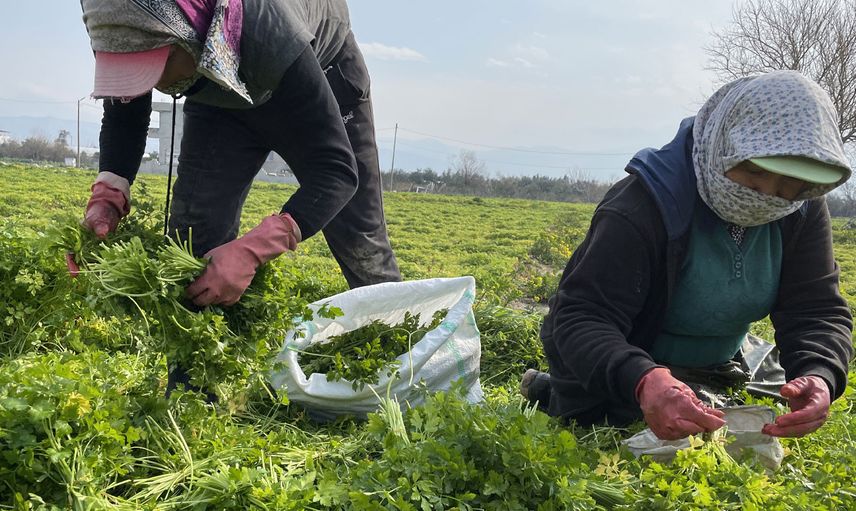 Hatay'da Hasadı Devam Eden Maydanozdan 62 Bin Ton Rekolte Bekleniyor!