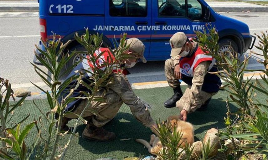 Hatay’da Jandarma Sokak Hayvanları Unutmadı