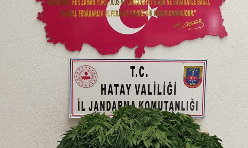 Hatay’da Ormanlık Alanda Hint Kenevirleri Bulundu