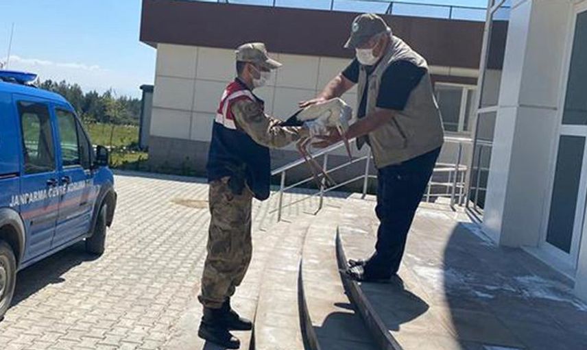 Hatay'da Yaralı Leyleği Jandarma Sahiplendi