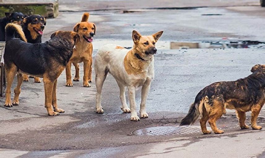 Havrita uygulaması nedir, neden gündemde? Havrita sokak köpeklerini öldürüyor mu? Havrita kapatılacak mı?