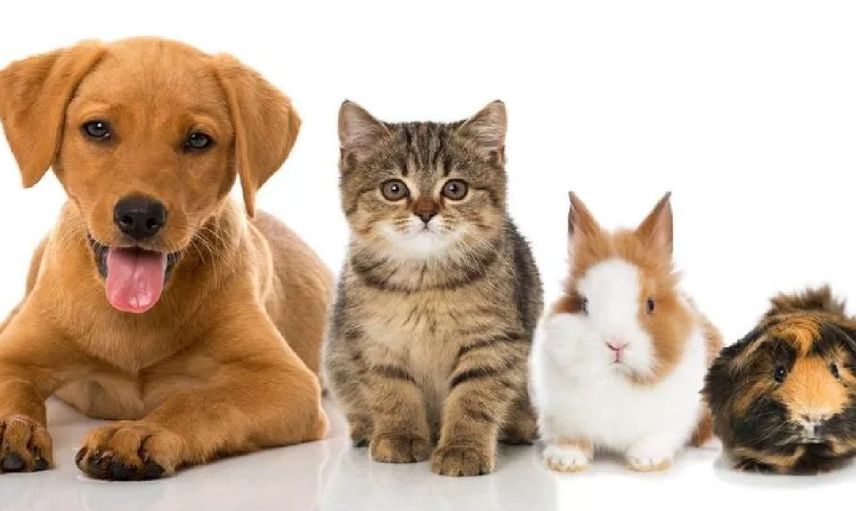 Hayvan satışına son bu haber yüzleri güldürdü! Petshop vitrinlerinde kedi ve köpekler kaldırıldı