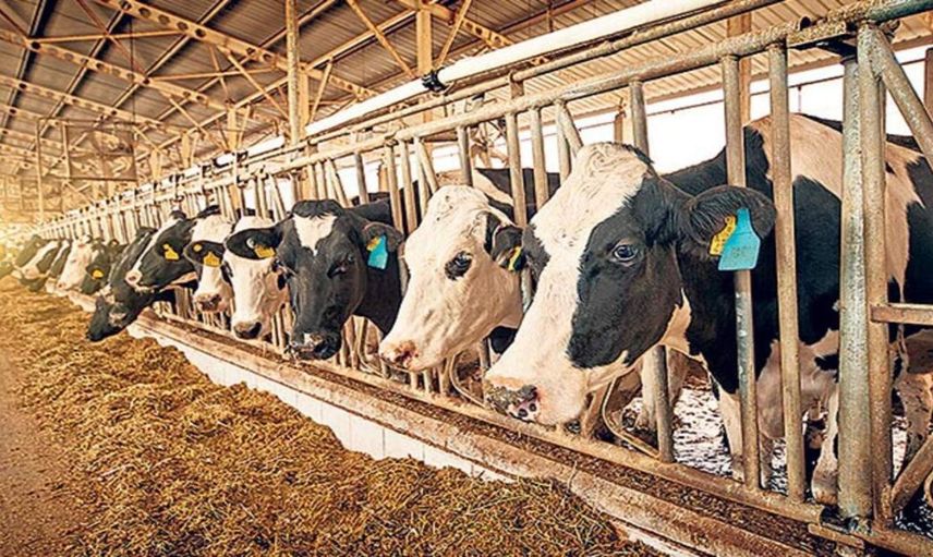 Hayvancılık kredisi nedir, nasıl alınır? 5 Yıl geri ödemesiz hayvancılık kredisi başvuru şartları 2022