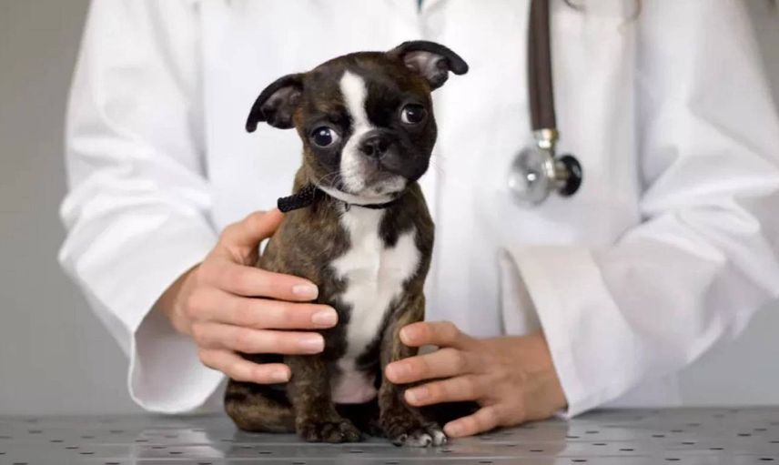 Hidatik kist nedir, nasıl oluşur? Köpek kisti belirtileri neler, tedavisi nasıl yapılıyor?