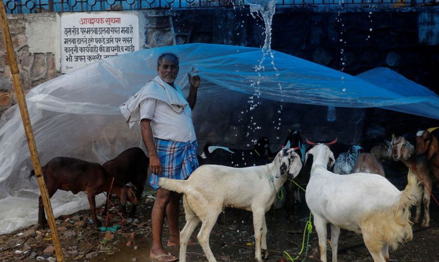 Hindistan’da Kurban Kesmek Yasaklandı