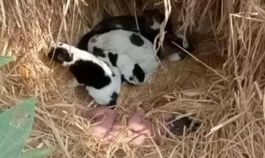 Hindistan'da Sokağa Atılan Yeni Doğan Bebeğe Köpekler Sahip Çıktı!