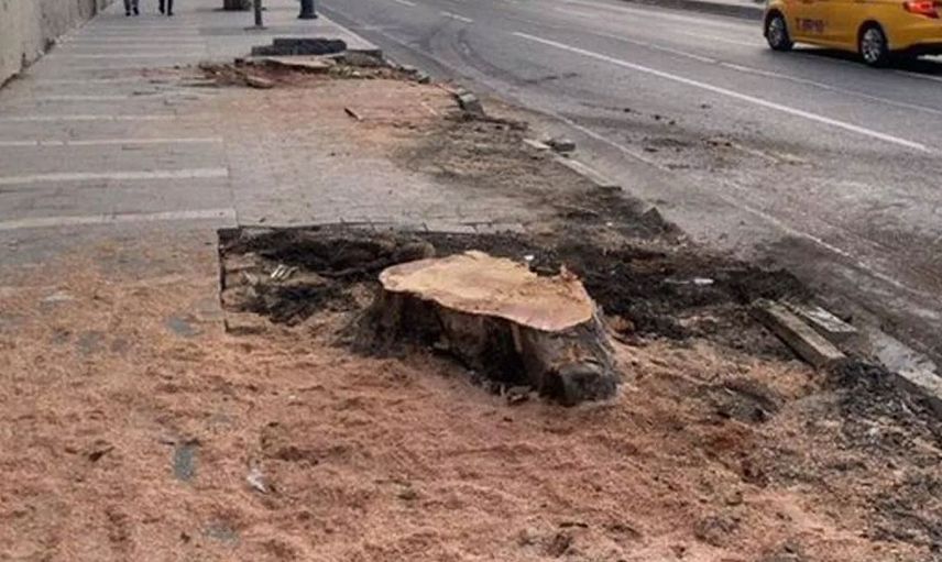 İBB'nin ağaç düşmanlığı devam ediyor! Ağaç katliamında skandal detay