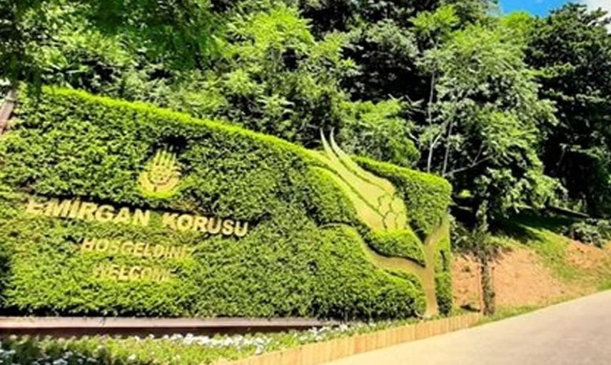 İBB'nin ağaç kesme çalışmalarının yeni adresi Sarıyer'deki Emirgan Korusu!