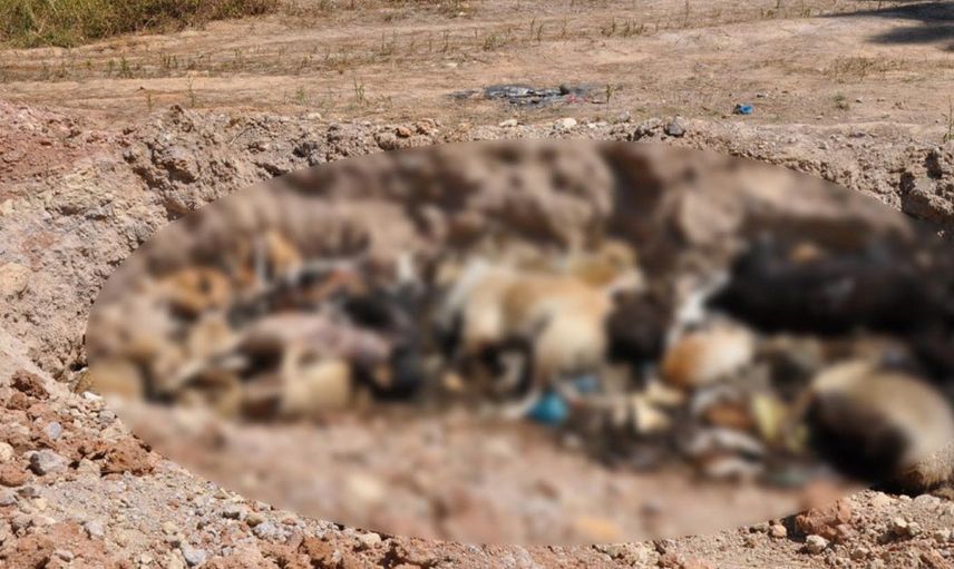 İBB'nin Hayvan Zulmü Bitmiyor: Toplu Mezar Bulundu