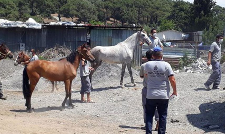 İBB’nin Kayıp At Skandalına İlişkin Bir Kişi Görevden Alındı