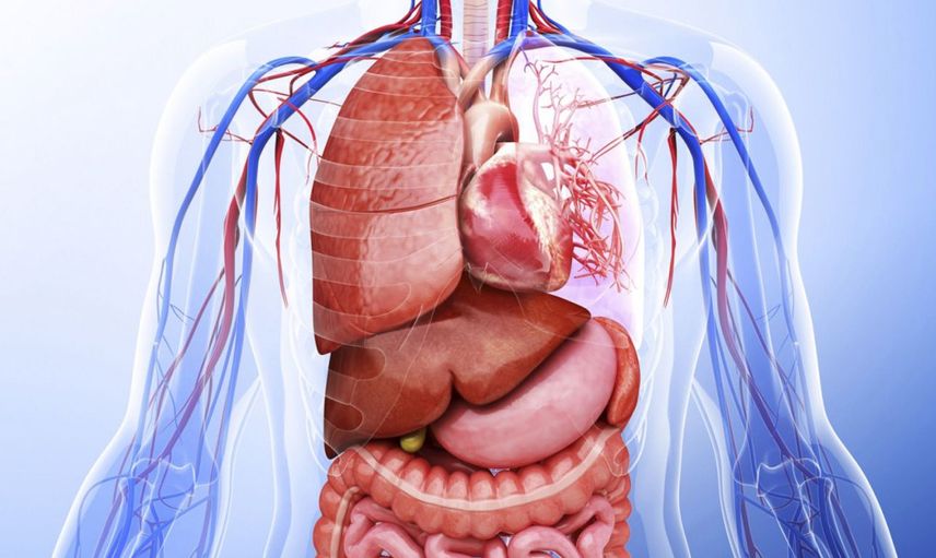 İç Organlar ve Görevleri Nelerdir?