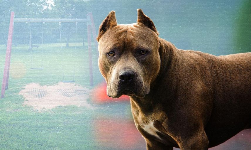 İçişleri Bakanlığı Pitbull Terrier, Japanese Tosa Besleyenlere Para Cezası Verileceğini Açıkladı