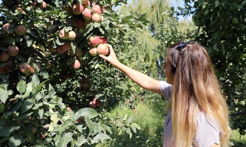 Iğdır Elması İçin Rekolte Beklentisi 40 Bin Ton!