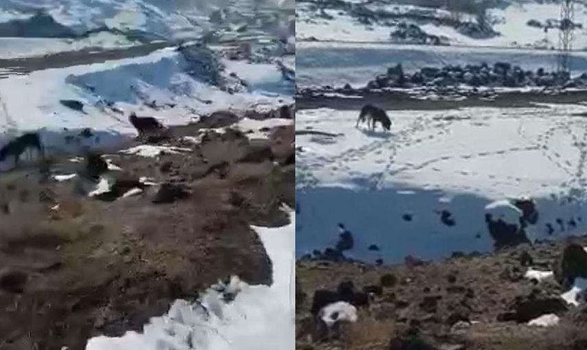 Iğdır’da Barınağa Bırakılması Gereken Köpekleri Dağ Başına Bıraktılar
