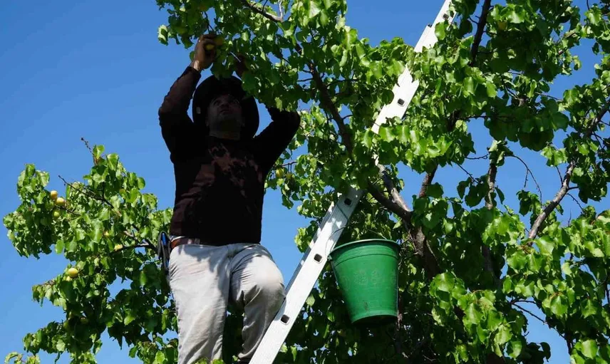 Iğdır'da sarı altın kayısı hasadı başladı