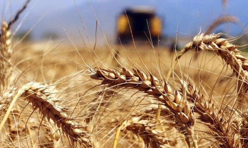 İhracatta son durum ne? Buğday ve mısır fiyatları tarihi zirvede seyrediyor