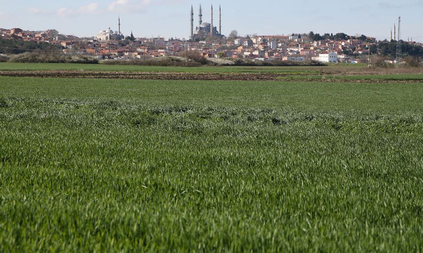 İklim değişikliği buğday da kökboğaz hastalığına neden oldu!