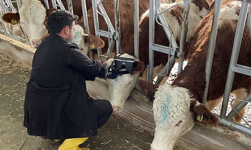 İlginç Yöntem! İneklere Sanal Gerçeklikle Yeşil Çayırları İzleterek Süt Üretimini Arttırıyor