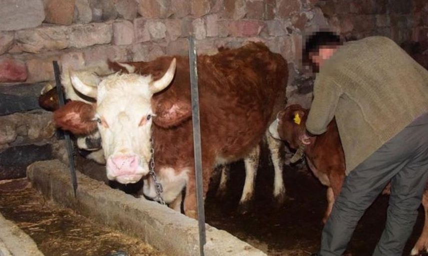 İneğini 'Memişlerini Yerim Fatma' Diye Severken Yoldan Geçen Fatma Üstüne Alındı Olanlar Oldu!