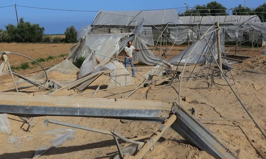 İşgalci İsrail Saldırılarının Ardından Gazze’de Buruk Bir Hasat Dönemi Yaşanıyor