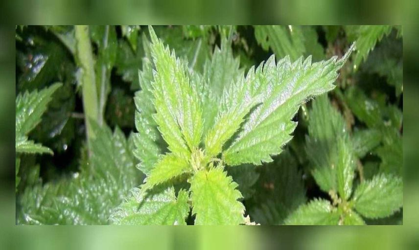Isırgan otu sabunu neye iyi gelir? Isırgan otu sabununun faydaları
