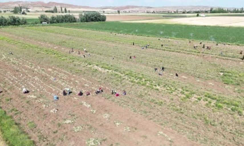 İspanyollar organik sarımsağını Aksaray’da üretecek