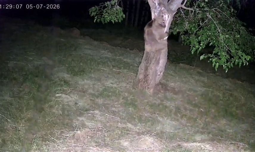 İspir'de ayı ve domuz sürüleri dut bahçelerini talan etti