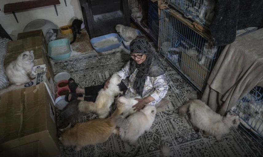 İsrail saldırıları Lübnan'lı Abadi’yi 40 kedisiyle göçe zorladı
