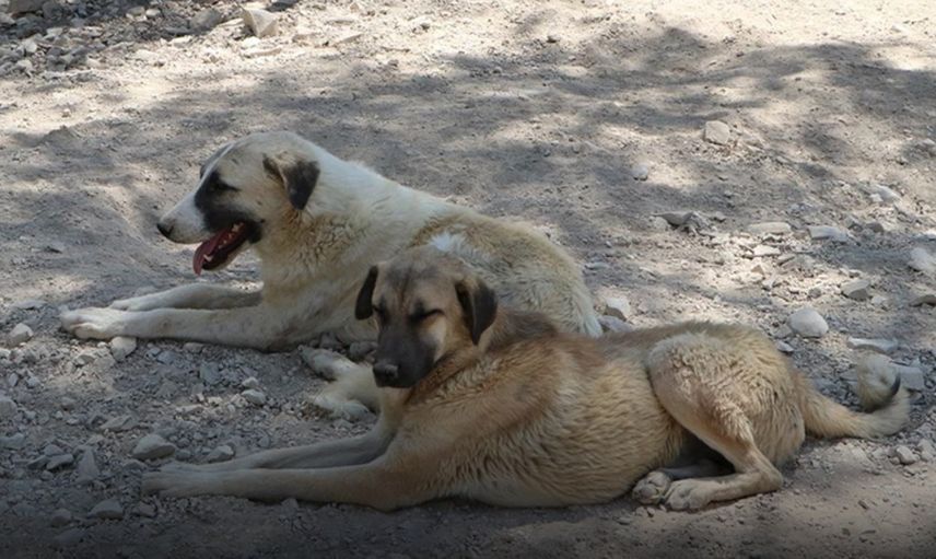 İstanbul Valiliği’nden Sahipsiz Köpekler İçin Yazı Geldi