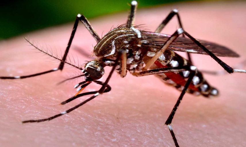 İstanbul'da 'Aedes' salgını! İlaçlamalar yetersiz kalıyor