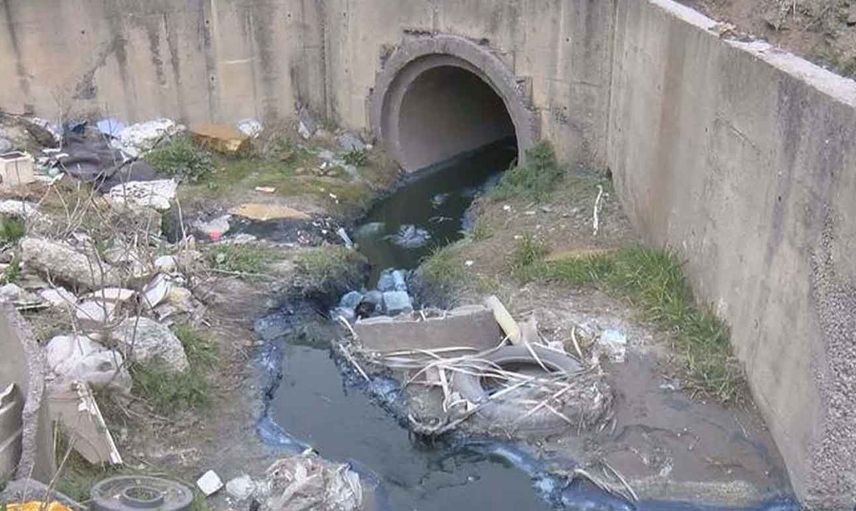 İstanbul'da bulunan Alibeyköy Barajı'na akan dereye zehir karıştı: Hayvanlar ölüyor!