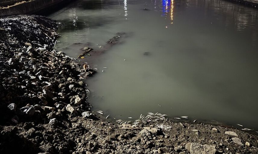 İstanbul'da Kıyıya Vuran Ölü Balıklar İncelemeye Alındı
