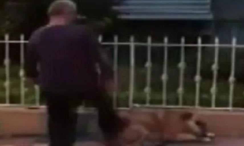 İstanbul'da Köpeği Tekmeleyen Şahsa Bin 763 Lira Para Cezası Kesildi