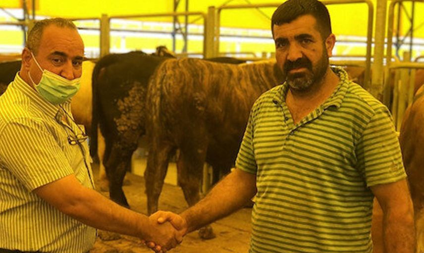 İstanbul'da Kurban Satışları Başladı: Geçen Yıla Oranla Fiyatlara 2-3 Bin TL Zam! İşte Kurbanlık Fiyatları