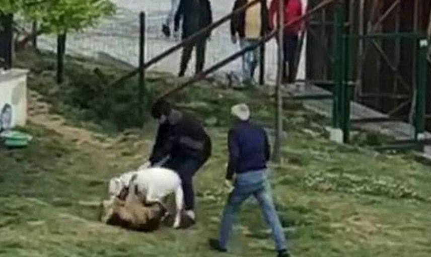 İstanbul'da Pitbull Dehşeti